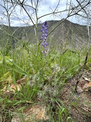 Lupinus sparsiflorus