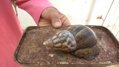 Lissachatina fulica