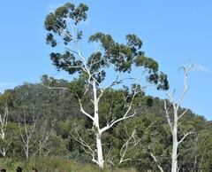 Eucalyptus grandis