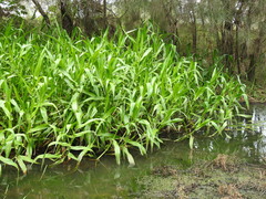 Hymenachne amplexicaulis