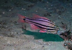 Ostorhinchus limenus