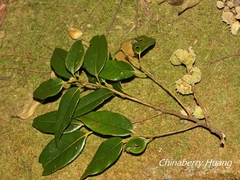 Castanopsis cuspidata carlesii