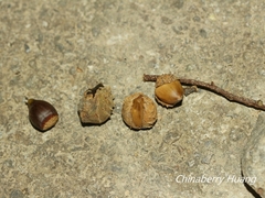 Castanopsis cuspidata carlesii