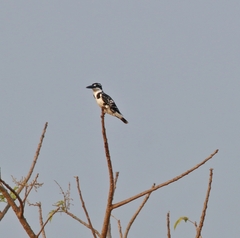 Ceryle rudis travancoreensis