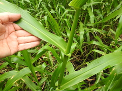 Hymenachne amplexicaulis