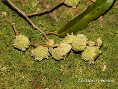 Castanopsis cuspidata carlesii