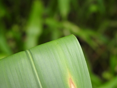 Hymenachne amplexicaulis