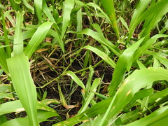 Hymenachne amplexicaulis