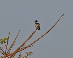 Ceryle rudis travancoreensis