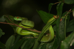 Trimeresurus rubeus