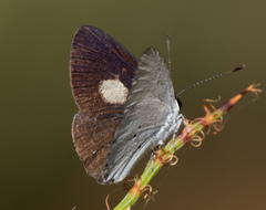 Candalides xanthospilos