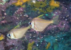 Pempheris compressa