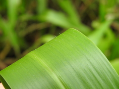 Hymenachne amplexicaulis