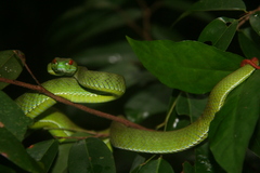 Trimeresurus rubeus