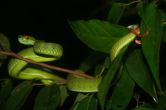 Trimeresurus rubeus