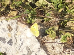 Colias poliographus