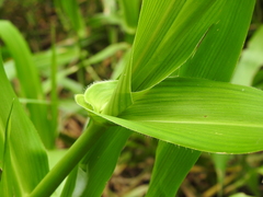 Hymenachne amplexicaulis