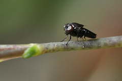 Discomyza