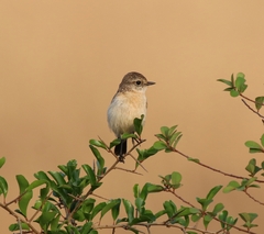 Saxicola maurus
