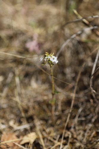 Hypoestes forskaolii image