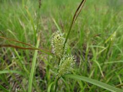Carex