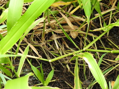 Hymenachne amplexicaulis