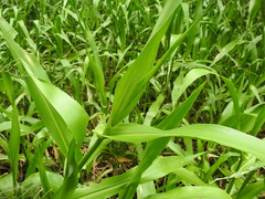 Hymenachne amplexicaulis