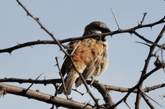 Passer motitensis