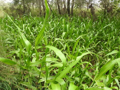 Hymenachne amplexicaulis