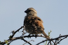 Passer motitensis