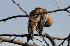 Passer motitensis