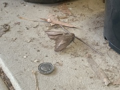 Abantiades labyrinthicus