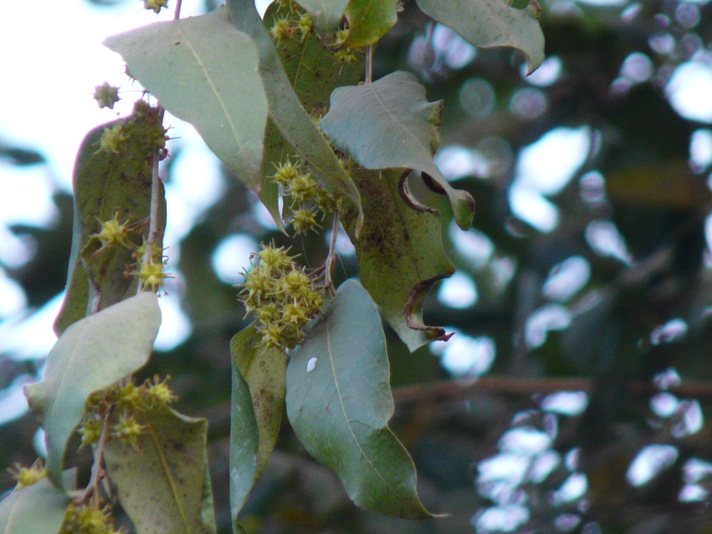 Indian Sumac from Kokanipada, Thane, Maharashtra on November 23, 2008 ...