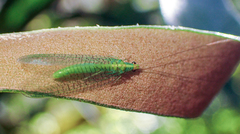 Apertochrysa edwardsi