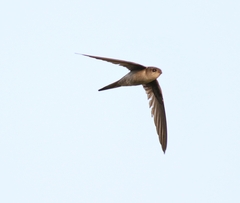 Cypsiurus balasiensis