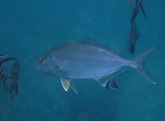 Seriola hippos