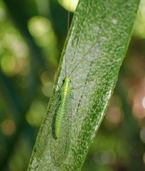 Apertochrysa edwardsi