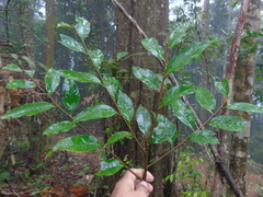 Castanopsis acuminatissima