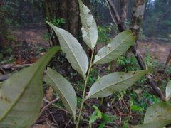 Castanopsis acuminatissima