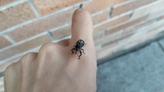 Eutyrhinus meditabundus