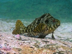 Aplodactylus lophodon