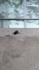 Eutyrhinus meditabundus