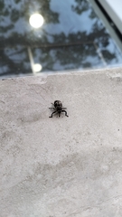 Eutyrhinus meditabundus