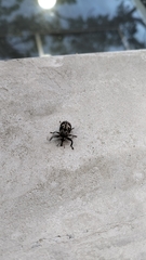 Eutyrhinus meditabundus