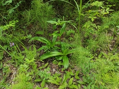Gentiana macrophylla