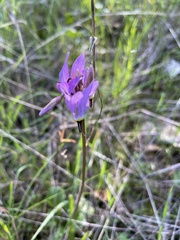 Dodecatheon