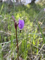 Dodecatheon