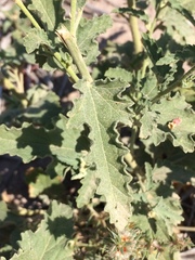 Sphaeralcea incana