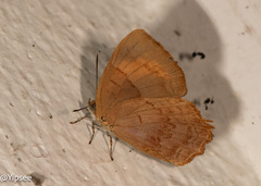 Simiskina phalia