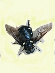 Triclista guttata